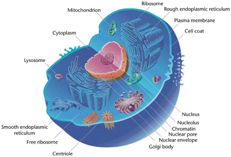 What Are Prokaryotic And Eukaryotic Cells