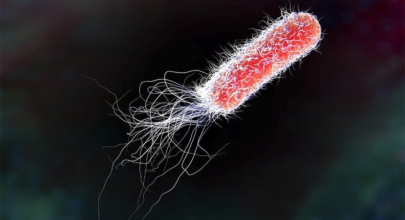 What Are Prokaryotic And Eukaryotic Cells