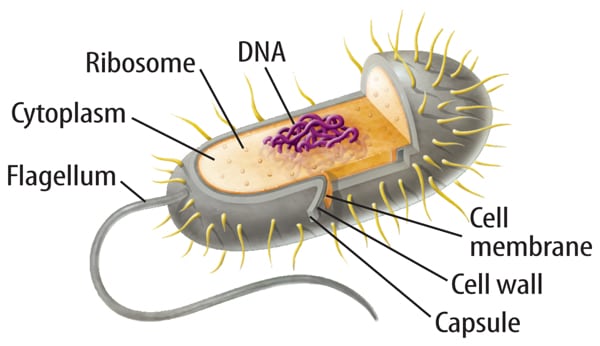 What Are Prokaryotic And Eukaryotic Cells