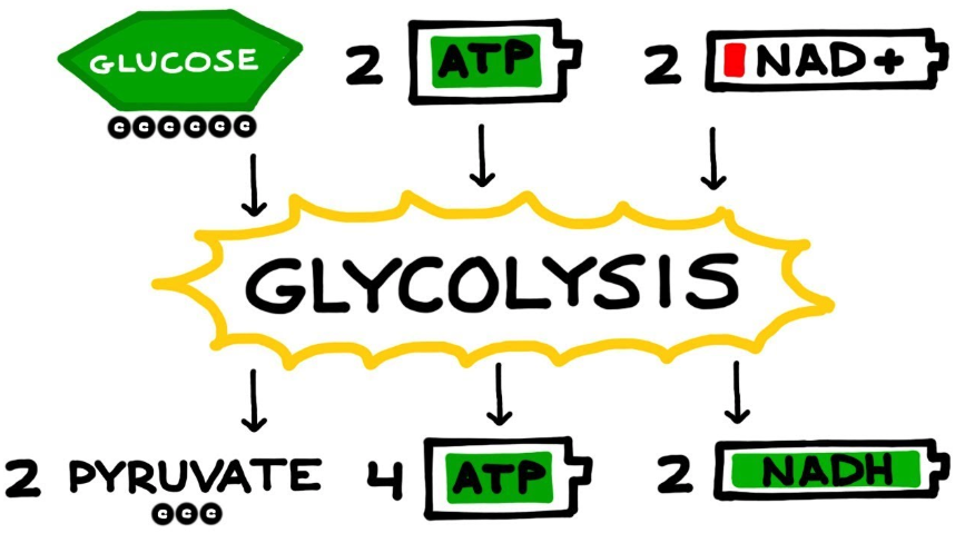 Cellular Respiration Definition Steps Equation Where Cellular Respiration Occurs Atp Cellular Respiration Definition Steps Equation Where Cellular Respiration Occurs Atp
